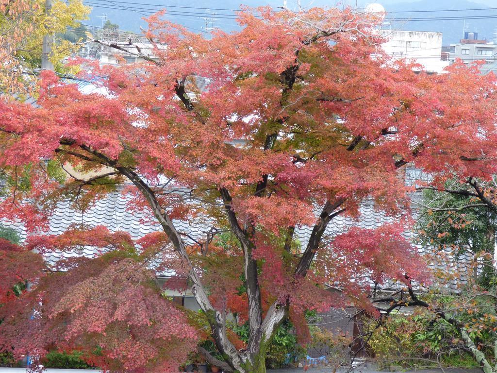 Saizen 松室